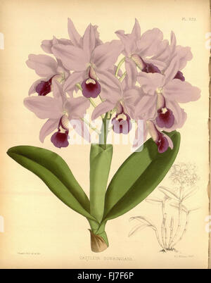 Illustration tirée du volume 7 de 'The Orchid album', par R. Warner & B.S. Williams, présentant diverses espèces d'orchidées dans le cadre de la collection Missouri Botanical Garden Banque D'Images