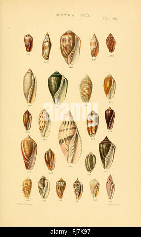 Thesaurus conchyliorum, ou des monographies, des genres de coquilles Banque D'Images