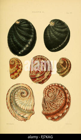 Monographies détaillées des genres de mollusques, axées sur divers types de coquilles, avec des illustrations de différentes espèces Banque D'Images