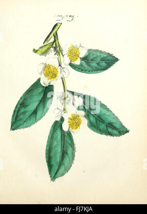 The American Flora (planche 23), Medicinal plants Mertz Library, The New York Botanical Garden North America Pictorial Works plantes fleurs sauvages Banque D'Images