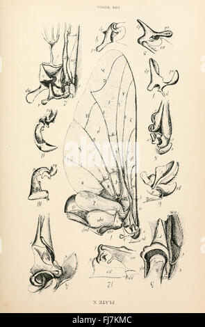 L'anatomie, la physiologie, la morphologie et le développement de la voler (Calliphora erythrocephala) Plaque (IX) Banque D'Images