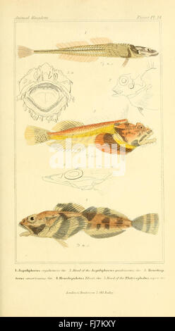 Une classification complète du règne animal, axée sur son organisation comme fondement de l'histoire naturelle des animaux, avec des œuvres picturales des bibliothèques de la Smithsonian institution. Banque D'Images