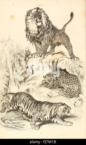 Une étude complète du règne animal, axée sur la classification des espèces, les relations évolutives et les rôles écologiques, hébergée aux bibliothèques de la Smithsonian institution. Banque D'Images