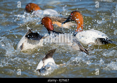 Fuligule morillon et éclaboussures de canards dans l'eau Banque D'Images