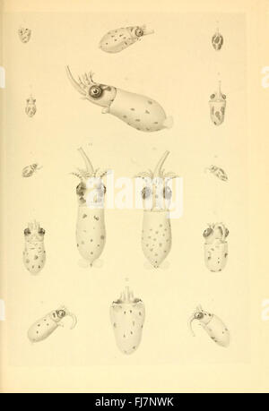 Les céphalopodes (planche XXVIII) - Une étude scientifique axée sur la classe des céphalopodes d'animaux marins, mettant en valeur des espèces telles que les calmars, les poulpes et les seiches à travers des illustrations détaillées. Banque D'Images