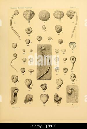 Une étude des crinoïdes flexibles, centrée sur les archives fossiles et leurs caractéristiques au sein de l'écosystème marin Banque D'Images