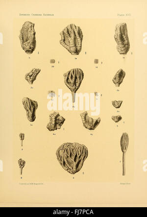 Une étude paléontologique des crinoïdes flexibles, centrée sur leurs restes fossilisés et leur classification, hébergée au MCZ de l’Université Harvard. Banque D'Images