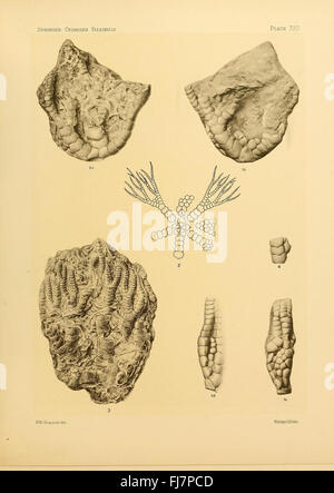 Une étude paléontologique sur les crinoïdes flexibles fossilisés, détaillant leur signification évolutive. Banque D'Images