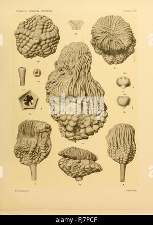 Etude paléontologique sur les crinoïdes flexibles, explorant les espèces fossilisées de la classe des Crinoidea Banque D'Images