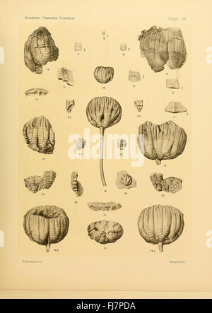 Une étude paléontologique sur les crinoïdes flexibles fossilisés, détaillant leur signification évolutive. Banque D'Images