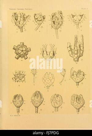 Une étude sur les crinoïdes flexibles, un groupe d’invertébrés marins, incluant des archives fossiles de la collection de l’Université Harvard, axée sur l’évolution et la diversité de ces organismes. Banque D'Images