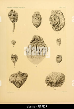 Une étude paléontologique sur les crinoïdes flexibles fossilisés, détaillant leur signification évolutive. Banque D'Images