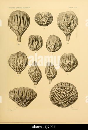 Une illustration de Crinoidea flexibilia, un type de crinoïde fossile, mettant en valeur la structure et les caractéristiques uniques de cet ancien organisme marin. Banque D'Images