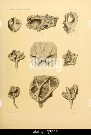 Une étude paléontologique sur les crinoïdes flexibles fossilisés, détaillant leur signification évolutive. Banque D'Images