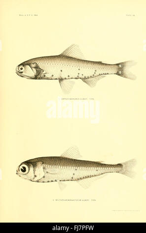 Les poissons d'eau profonde (des îles hawaïennes) plaque (68) Banque D'Images