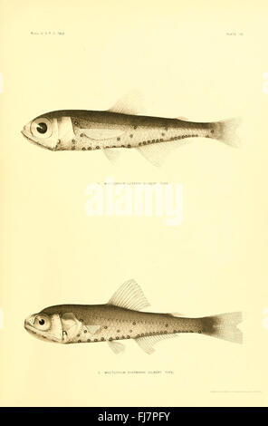 Les poissons d'eau profonde (des îles hawaïennes) plaque (70) Banque D'Images