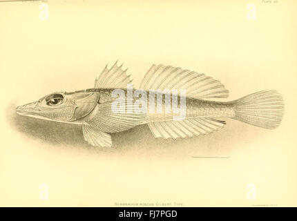 Les poissons d'eau profonde (des îles hawaïennes) plaque (82) Banque D'Images