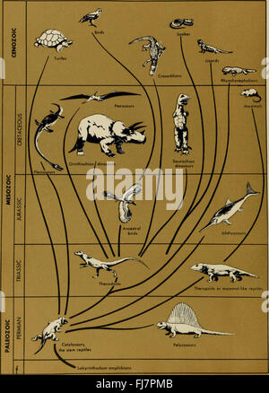 Le dinosaure livre - la décision de reptiles et de leurs proches (1945) Banque D'Images