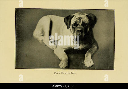 Un guide complet sur les soins aux chiens, axé sur leur santé, les accidents courants, les maladies et les traitements appropriés, conservé dans les archives de la Bibliothèque du Congrès. Banque D'Images