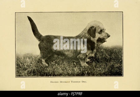 Guide complet sur la santé des chiens, les soins médicaux et le traitement des blessures et des maladies. Banque D'Images