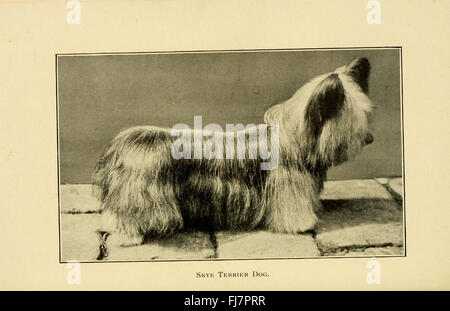 Un guide complet traitant de la santé, des accidents et des maladies des chiens, en mettant l'accent sur leur bien-être et les soins vétérinaires. Banque D'Images