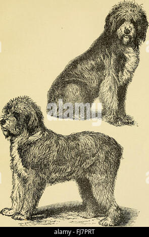 Un guide complet sur les soins et la gestion des chiens, couvrant leur histoire, leur élevage, les soins de santé et le traitement des maladies, avec un accent sur leur rôle en tant que compagnons et animaux de travail. Banque D'Images