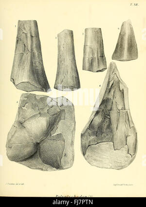 Une monographie sur l'Reptilia fossile du Crétacé formations Banque D'Images