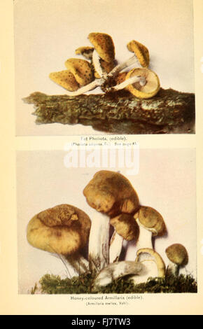 Un guide complet des champignons, y compris les variétés comestibles et leurs utilisations culinaires, ainsi que des aperçus de la biologie des champignons. Banque D'Images