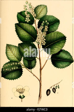 Le North American sylva ; ou, une description de l'arbres forestiers des États-Unis, du Canada et de la Nouvelle-Écosse. Considéré comme particulièrement en ce qui a trait à leur usage dans les arts et de leur introduction dans Banque D'Images