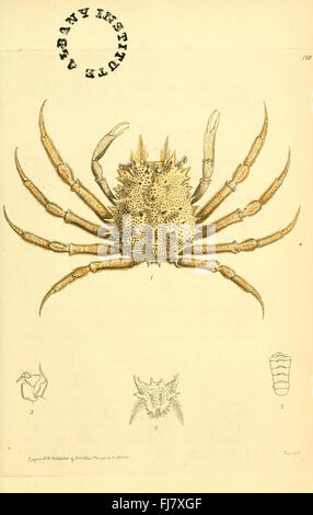 Une collection de diverses illustrations zoologiques présentant diverses espèces de différents groupes animaux, offrant un regard complet sur la diversité animale. Banque D'Images