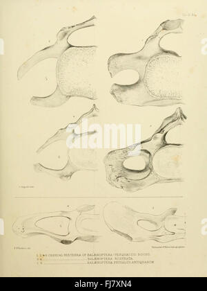 Ce récit zoologique de l’expédition H.M.S. Erebus and Terror (1839-43) se concentre sur la découverte de la faune antarctique. Il comprend des études détaillées des espèces récoltées au cours de l’expédition, soulignant leur importance dans la biologie évolutive et le domaine de l’exploration scientifique. Banque D'Images