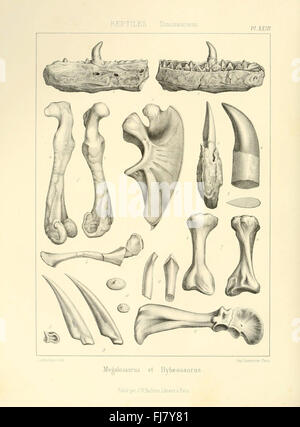 Un travail complet sur la paléontologie, axé sur les fossiles, avec des illustrations et des études scientifiques de formes de vie éteintes Banque D'Images
