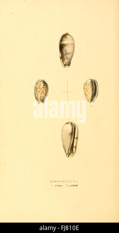 Illustrations zoologiques, ou d'origine, les figures et les descriptions de nouvelles, rares, ou des animaux intéressants, choisis principalement à partir des classes de l'ornithologie, l'entomologie, et conchyliologie, et organisés (44) Plaque Banque D'Images