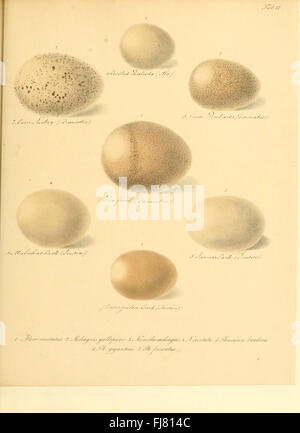 Illustration tirée de *Zur Fortpflanzungsgeschichte der gesammten Vögel* (sur l'histoire reproductive des oiseaux), planche VI, représentant les œufs d'oiseaux et le comportement reproductif. Banque D'Images