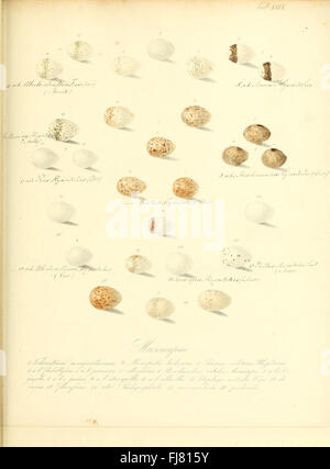 Une illustration de 'Zur Fortpflanzungsgeschichte der gesammten Vögel', mettant l'accent sur la reproduction des oiseaux et l'étude des œufs Banque D'Images