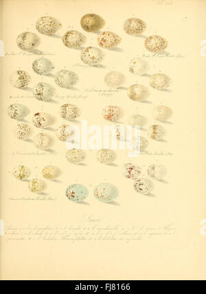 Illustration tirée de *Zur Fortpflanzungsgeschichte der gesamten Vögel*, mettant l'accent sur la reproduction des oiseaux et les caractéristiques des œufs, avec des images détaillées du comportement reproductif de diverses espèces d'oiseaux. Banque D'Images