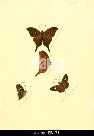 ZutrC3A4ge zur Sammlung exotischer Schmettlinge (sic) de la plaque (105) Banque D'Images