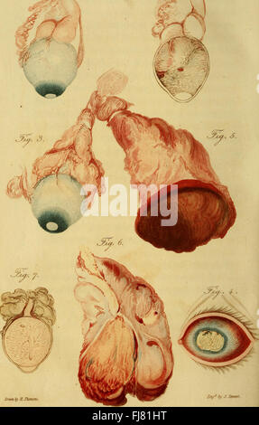 Un synopsis des maladies de l'œil, et leur traitement - à laquelle sont préfixés, une courte description anatomique et un croquis de la physiologie de cet organe (1821) Banque D'Images