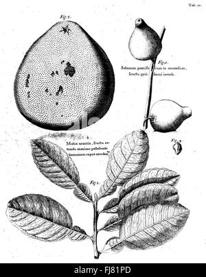 Un voyage aux îles de la Barbade, Madera, Nieves, S. Christophers et la Jamaïque Banque D'Images