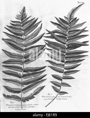A voyage to the Islands Madeira, Barbados, Nieves, composé Christophers, and Jamaica, 1707 du jardin botanique du Missouri, bibliothèque Peter H. Raven Banque D'Images
