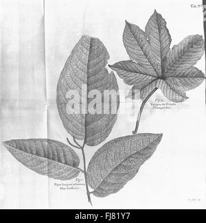 Un compte-rendu de voyage de 1707 explorant les îles de Madera, Barbade, Nieves, constituée Christophers et Jamaïque, avec descriptions botaniques et gravures du début du xviiie siècle. Banque D'Images