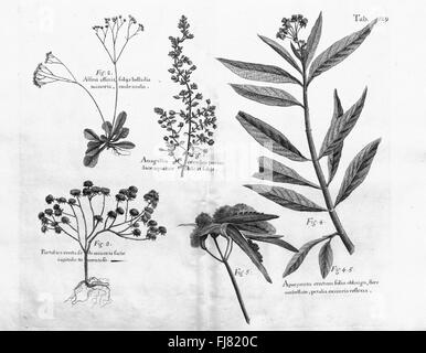 Un récit de voyage historique de 1707 explorant les îles de Madera, Barbade, Nieves, S. Christophers et Jamaïque, avec des descriptions de la flore, des paysages et des cultures. Banque D'Images