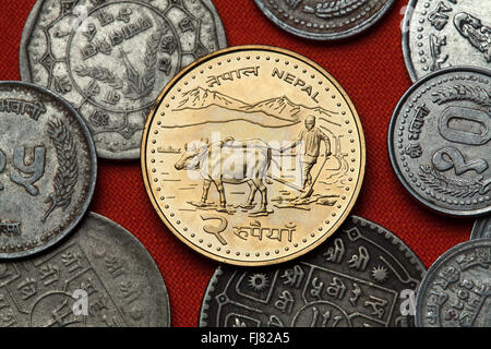 Coins du Népal. Farmer ploughing avec de l'eau buffles représenté dans les deux coins de la roupie népalaise. Banque D'Images