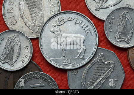 Coins de l'Irlande. Red Deer (Cervus elaphus) représenté dans la pièce d'une livre irlandaise. Banque D'Images