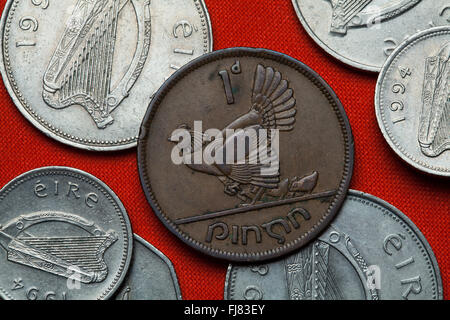 Coins de l'Irlande. Avec des poules poule décrite dans la pièce de un cent d'Irlande (1946). Banque D'Images