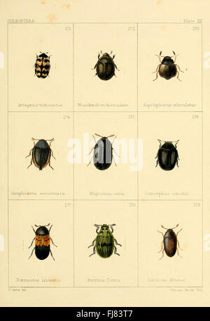 Cette étude se concentre sur les coléoptères britanniques, fournissant une analyse détaillée de leur classification, identification et rôles écologiques. La recherche couvre une variété d'espèces de coléoptères trouvés au Royaume-Uni, contribuant aux études sur la biodiversité et à la documentation des insectes britanniques. Il comprend des études entomologiques et des illustrations de coléoptères, offrant un aperçu de leur comportement, de leur anatomie et de leurs habitats. Banque D'Images