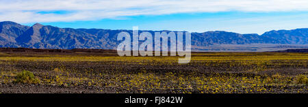 Les champs de fleurs sauvages jaune pendant la saison de floraison super dans Death Valley National Park, azure ciel avec les nuages et les montagnes. Banque D'Images