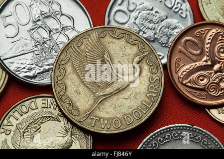 Coins de la Nouvelle-Zélande. La grande aigrette (Ardea alba modesta) décrite dans la pièce de deux dollars néo-zélandais. Banque D'Images