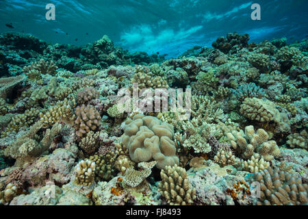 Santé des récifs de corail de la Grande Barrière de Corail. Banque D'Images