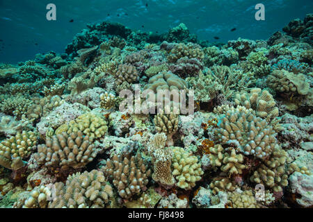Santé des récifs de corail de la Grande Barrière de Corail. Banque D'Images